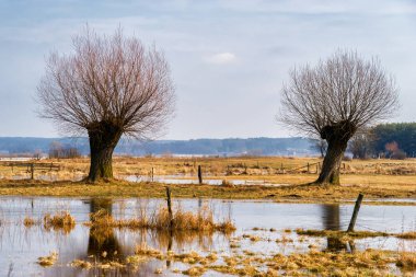 Wiosenne rozlewiska Narwi, Podlaskie wierzby, Dolina Narwi, Podlasie, Polska