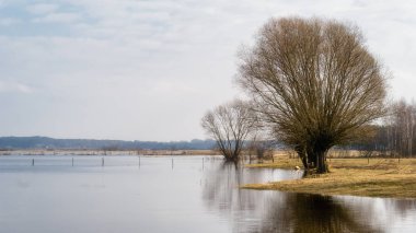 Wiosenne rozlewiska Narwi, Podlaskie wierzby, Dolina Narwi, Podlasie, Polska