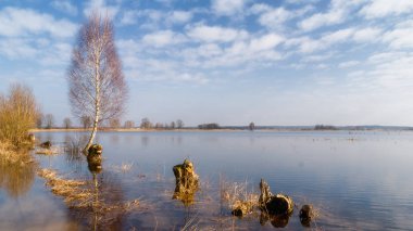 Wiosenne rozlewiska Narwi, Podlaskie wierzby, Dolina Narwi, Podlasie, Polska
