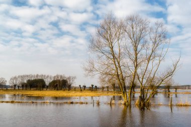 Wiosenne rozlewiska Narwi, Podlaskie wierzby, Dolina Narwi, Podlasie, Polska