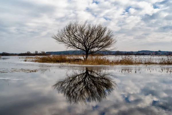 Wiosenne rozlewiska Narwi, Podlaskie wierzby, Dolina Narwi, Podlasie, Polska