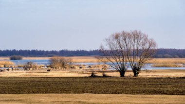 Biebrzanski Park Narodowy 'de. Wiosna nad Biebrza. Rozlewiska Biebrzy