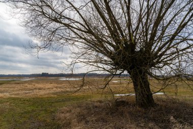 Ben Narwi 'yi istiyorum. Wiosenne rozlewiska Narwi, Podlasie, Polska