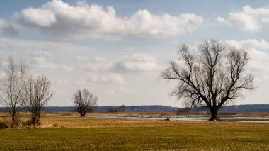 Ben Narwi 'yi istiyorum. Wiosenne rozlewiska Narwi, Podlasie, Polska