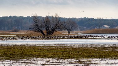 Ben Narwi 'yi istiyorum. Wiosenne rozlewiska Narwi, Podlasie, Polska