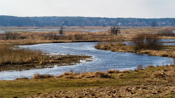 Wiosna Dolinie Narwi Wiosenne Rozlewiska Narwi Podlasie Polska — Photo