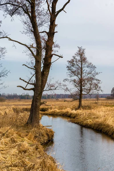 Dolina Gornej Narwi Wiosna Nad Narwia Natura 2000 — Stock fotografie