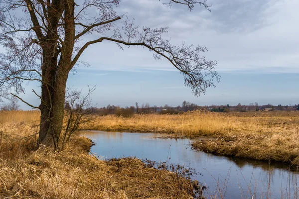 Dolina Gornej Narwi Wiosna Nad Narwia Natura 2000 — Stock fotografie