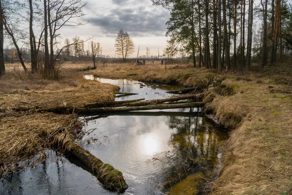 Dolina Gornej Narwi Wiosna Nad Narwia Natura 2000 — Photo