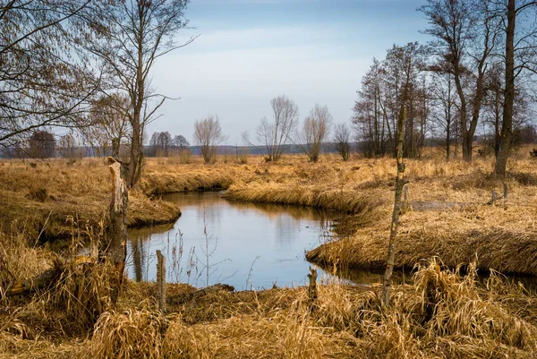 Dolina Gornej Narwi Wiosna Nad Narwia Natura 2000 — Stock fotografie