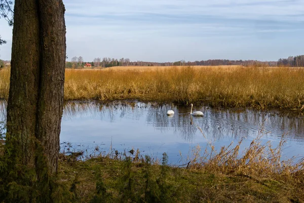 Wiosna Nad Narwia Dolina Gornej Narwi Natura 2000 — Stock fotografie