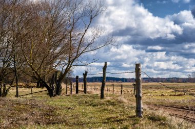 Wiosna na Podlasiu. Dolina Narwi. Krajobraz wiejski. Podlaskie wierzby