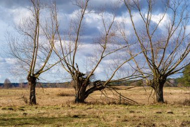 Wiosna na Podlasiu. Dolina Narwi. Krajobraz wiejski. Podlaskie wierzby