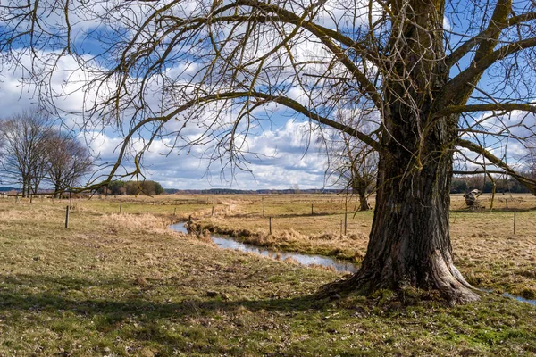 Wiosna Podlasiu Dolina Narwi Krajobraz Wiejski Podlaskie Wierzby — Stockfoto