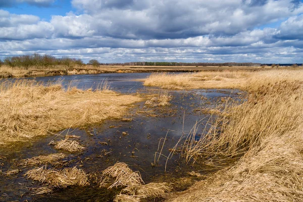 Река Нареу Wiosna Podlasiu Piekno Podlasia — стокове фото