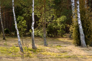 Dolina Gornej Narwi. Natura 2000. Wiosna na Podlasiu