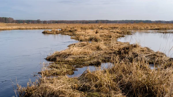 Dolina Gornej Narwi Natura 2000 Wiosna Podlasiu — Stock fotografie