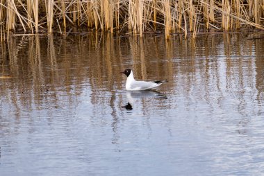 Stawy Dojlidzkie. Kolonia mew. Wiosna na Podlasiu