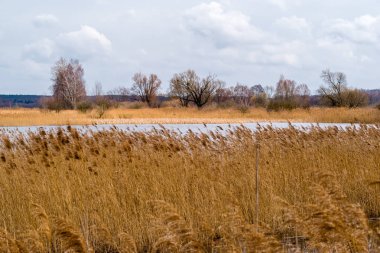 Stawy Dojlidzkie. Kolonia mew. Wiosna na Podlasiu