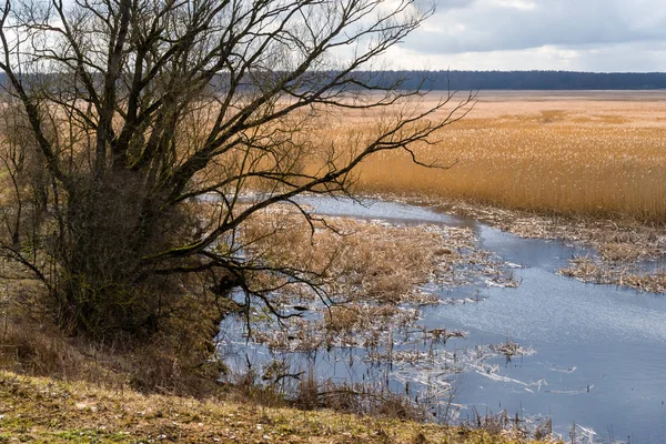Rzeka Narew Narwianski Park Narodowy Wiosna Podlasiu — Foto de Stock