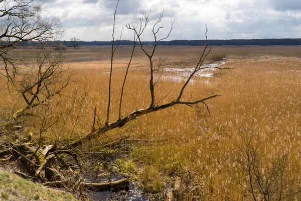 Rzeka Narew Narwianski Park Narodowy Wiosna Podlasiu — Stockfoto