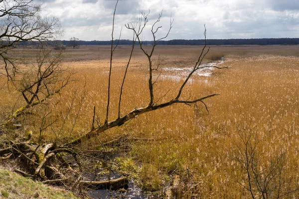 Rzeka Narew Narwianski Park Narodowy Wiosna Podlasiu — Photo