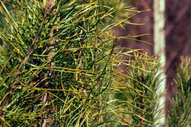 Wiosna na Podlasiu. Wiosenne kwiaty i rosliny.