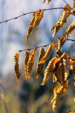 Wiosna na Podlasiu. Wiosenne kwiaty i rosliny.