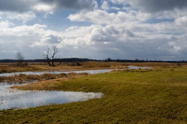 Rzeka Narew. Wiosna na na Podlasiu. Park Narodowy Narwi