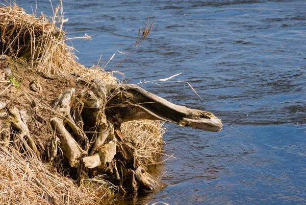 Rzeka Narew Wiosna Podlasiu Parque Narodowy Narwi — Fotografia de Stock