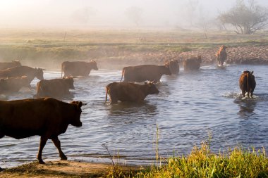 Rzeka Narew. Przeprawa krowy przez Narew. Poranek opary