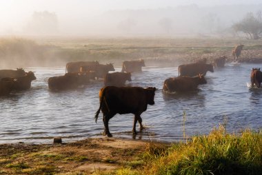 Rzeka Narew. Przeprawa krowy przez Narew. Poranek opary