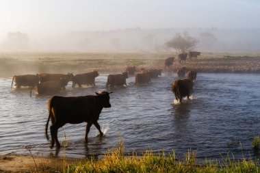Rzeka Narew. Przeprawa krowy przez Narew. Poranek opary