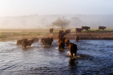 Rzeka Narew. Przeprawa krowy przez Narew. Poranek i opary clipart