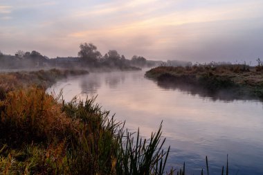 Rzeka Narew. Przeprawa krowy przez Narew. Poranek opary