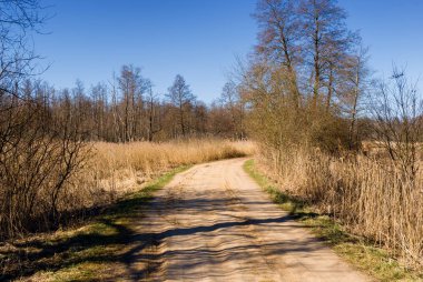 Sonbaharda parktaki patika.