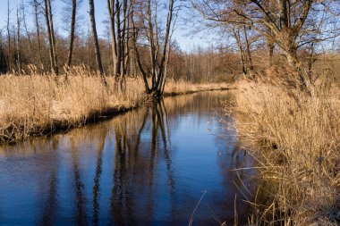 Nehirli bahar manzarası ve suya yansıyan ağaçlar. İHA 'nın görüntüsü.