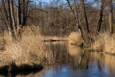 Sonbahar ormanındaki güzel göl. manzara.