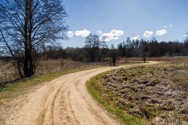 Güneşli bir günde ormanın içinden geçen yol..