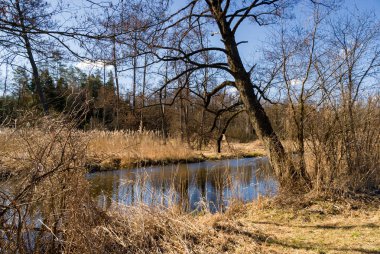 Ormandaki ağaçlarla dolu bir nehir. Sonbahar manzarası.