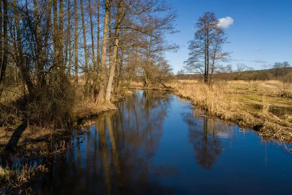 Une Rivière Dans Forêt — Photo