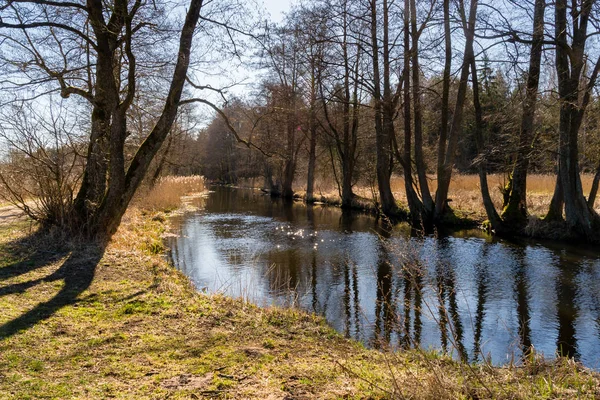Piękny Krajobraz Drzewami Rzeką Ranek Parku Słoneczny Wiosenny Dzień — Zdjęcie stockowe