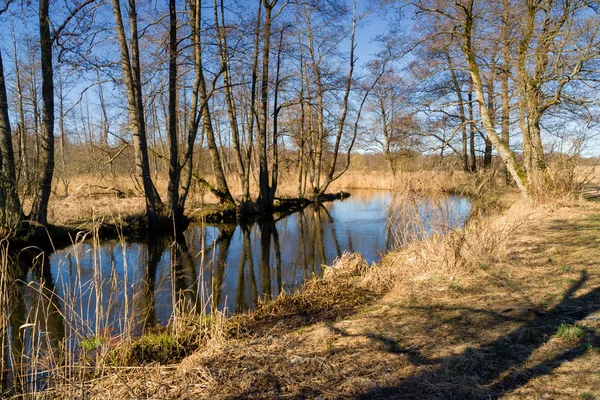 Rivière Dans Forêt — Photo