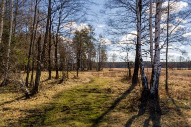 Ağaçlar ve ormanlarla dolu güzel bir manzara.