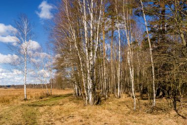 Ağaçları ve mavi gökyüzü olan güzel bir manzara.