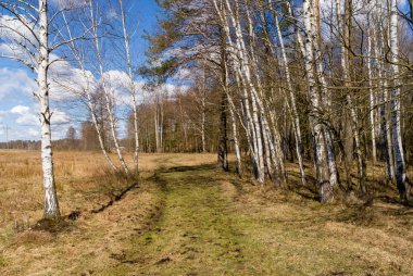 Baharda huş ağacı ormanı