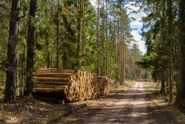 Ağaçları ve tahta çitleri olan bir çam ormanı.