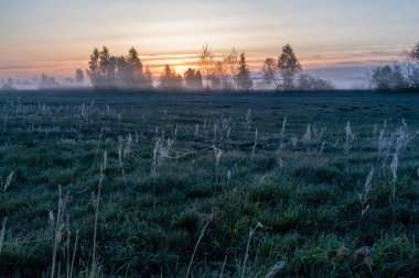 Narew Vadisi 'nde Sabah