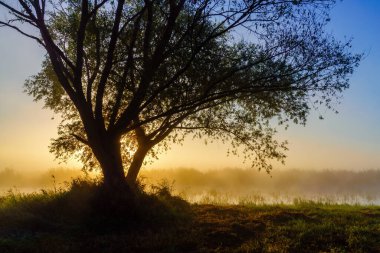 Narew Vadisi, Podlasie, Polonya 'da sabah sisleri