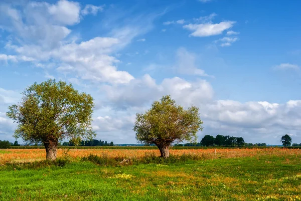 Die Schönheit Der Ländlichen Landschaft Sommer Podlasie Polen — Stockfoto